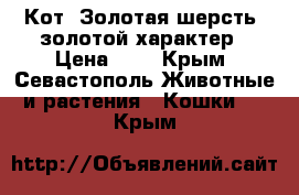 Кот. Золотая шерсть, золотой характер › Цена ­ 1 - Крым, Севастополь Животные и растения » Кошки   . Крым